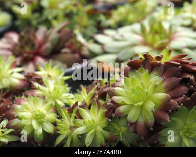 Close-up of Sempervivum ideal plant for green roofs and dry stone walls  RECORD DATE NOT STATED Stock Photo