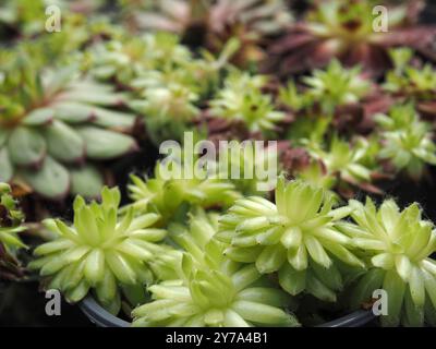 Close-up of Sempervivum ideal plant for green roofs and dry stone walls  RECORD DATE NOT STATED Stock Photo