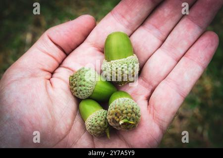 acorns are the seeds of the oaks Stock Photo