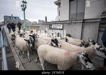 London, UK. 29th September, 2024. Sheep Drive across Southwark Bridge. The Worshipful Company of Woolmen Sheep Drive is carried out across Southwark Bridge by Freemen of the City of London, who historically where allowed to bring livestock and tools into the city without paying tax. Credit: Guy Corbishley/Alamy Live News Stock Photo