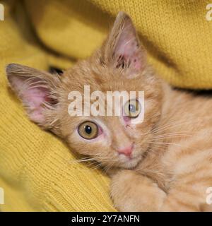 Little ginger kitten. A scared kitten looks into the camera. Stock Photo