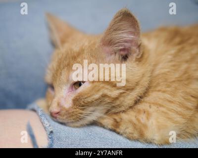 Little ginger kitten resting on lap. Blurry background. Stock Photo