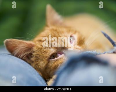 Little ginger kitten sleeping on lap. Blurry background. Stock Photo