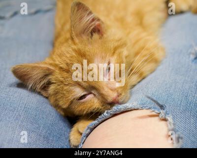 Little ginger kitten sleeping on lap. Blurry background. Stock Photo