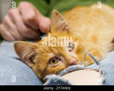 Little ginger kitten resting on lap. Blurry background. Stock Photo