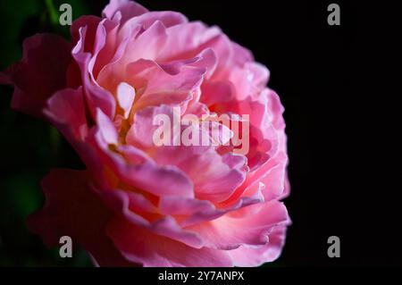 Close-up of a blooming pink rose with soft petals against a dark background. Stock Photo