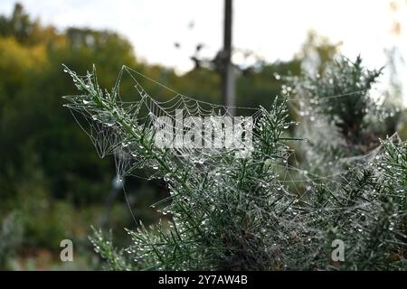 A spider's web covered in water droplets on a gorse plant in Eryri National Park (Snowdonia) - Wales, UK Stock Photo