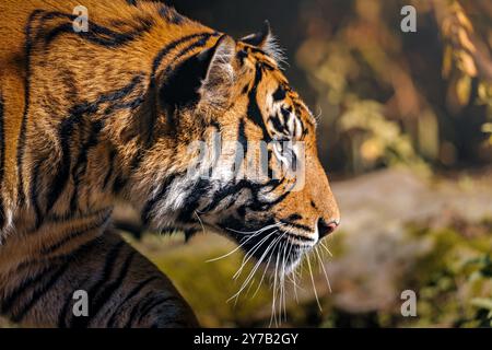Close-up of a Bengal tiger in profile with detailed fur texture and a blurred natural background. Stock Photo