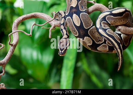 Royal Python snake creeping on a wooden branch Stock Photo