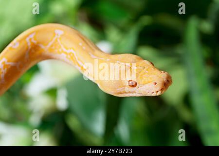 Lavender Tiger Albino python snake closeup outdoor Stock Photo