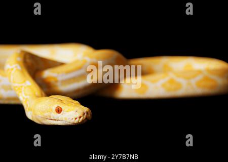 Lavender Tiger Albino python in studio isolated on black Stock Photo