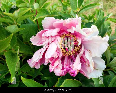 Tree peony flower. Large beautiful pink white tree peony flower. Flower with bright pink inflorescence petals, green leaves close-up. Selection and breeding. Cultivated varietal flower. Paeonia Nature Stock Photo