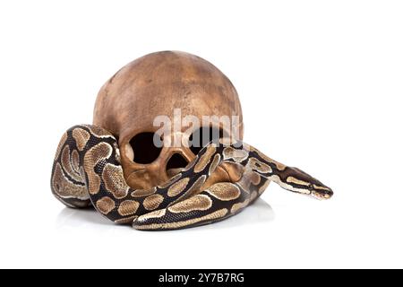Royal Python snake with human skull on white Stock Photo