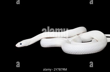 Texas rat snake. Isolated on white background Stock Photo - Alamy