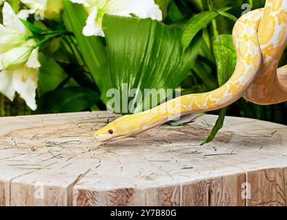 Lavender Tiger Albino python snake on old stump Stock Photo