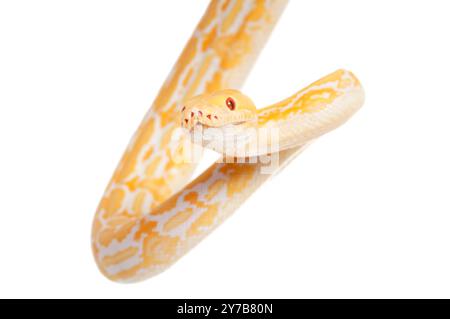 Lavender Tiger Albino python isolated on white background Stock Photo