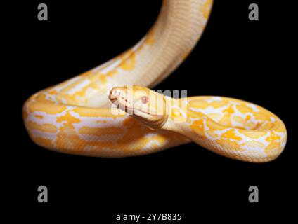 Lavender Tiger Albino python isolated on black background Stock Photo