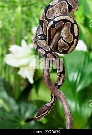 Royal Python snake creeping on a wooden branch Stock Photo