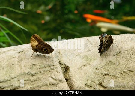 Close-up of two Minerva Owl butterflies (Opsiphanes blythekitzmillerae) on a rock, Spain Stock Photo