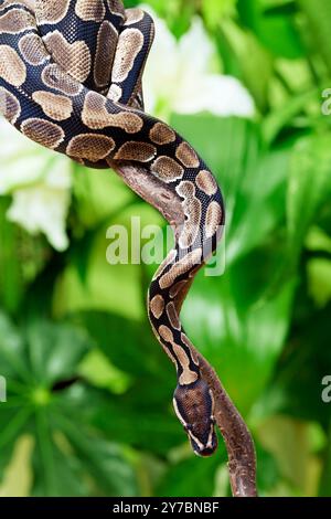 Royal Python snake creeping on a wooden branch Stock Photo