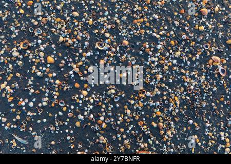 Seashells lying on the seashore Stock Photo