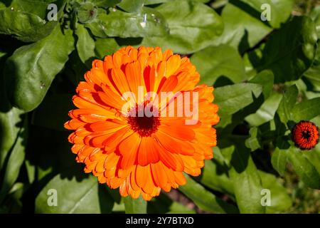 Bright orange marigold flower in full bloom surrounded by lush green leaves Stock Photo