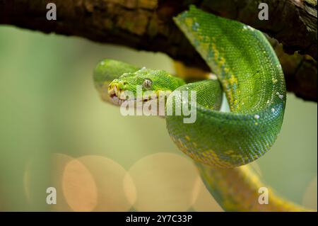 Vibrant Green Tree Python Coiled on a Branch Stock Photo