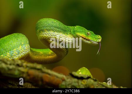 Striking Green Tree Python Coiled on Branch with with your tongue hanging out Stock Photo