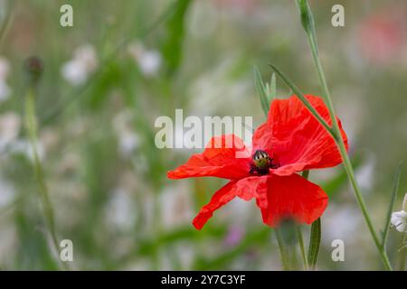 Close-up of an open red poppy flower in a colourful meadow in the background. Stock Photo