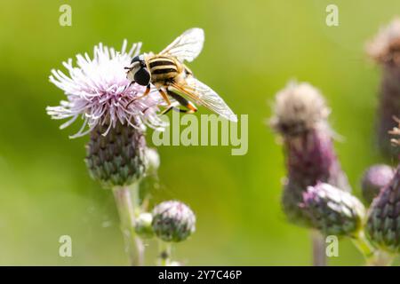 Close-up of a lhelophilus trivittatus sitting on the flower of a thistle and sucking nectar. Stock Photo