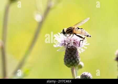 Close-up of a lhelophilus trivittatus sitting on the flower of a thistle and sucking nectar. Stock Photo