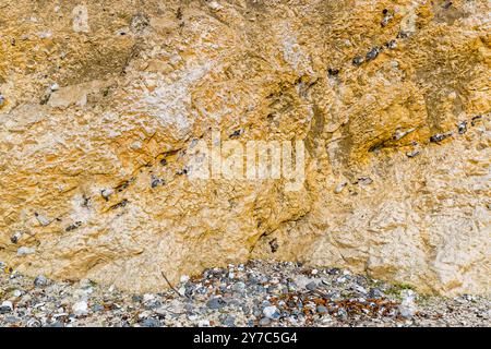 The rock structure of an ochre-coloured chalk cliff face in Jasmund National Park on the island of Rügen shows numerous embedded flint nodules in black and grey tones. A pale, almost white streak runs diagonally across the formation from upper left to lower right. At the bottom edge of the frame lies a colourful mix of rounded pebbles and shell fragments. Wedding, Sassnitz, Mecklenburg-Vorpommern, Germany. Stock Photo