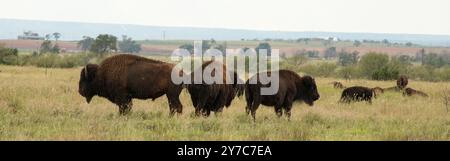 Herd of Bison at Caprock Canyons State Park & Trailway, Texas Stock Photo