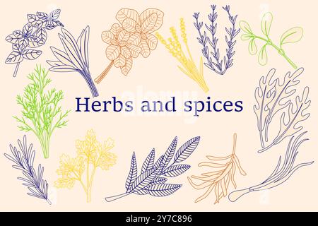 Fresh herbs, spice and condiment sketch of natural seasoning. Basil, mint  and green onion, rosemary, thyme and parsley, dill, garlic and nutmeg,  coria Stock Vector Image & Art - Alamy