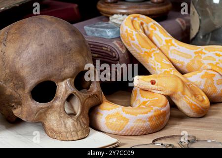 Lavender Tiger Albino python looking at human skull closeup Stock Photo