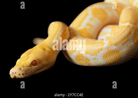 Lavender Tiger Albino python in studio isolated on black Stock Photo
