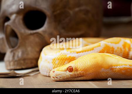 Lavender Tiger Albino python with human skull closeup Stock Photo