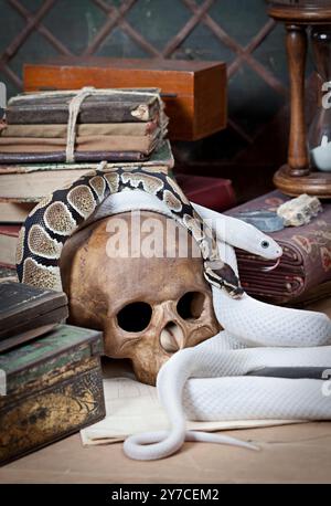 Texas rat snake and Royal Python with human skull Stock Photo