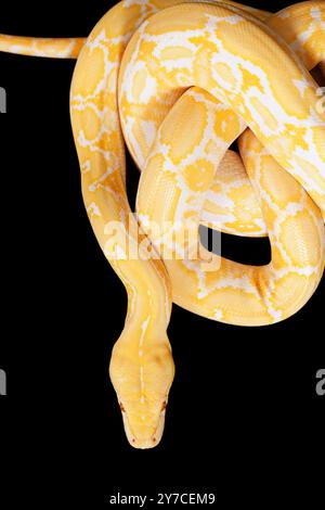 Tiger Albino python snake on black background Stock Photo