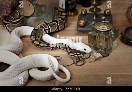 Texas rat snake and Royal Python with vintage objects Stock Photo