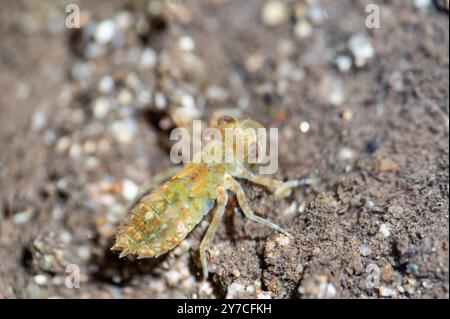 Dragofly larva Stock Photo