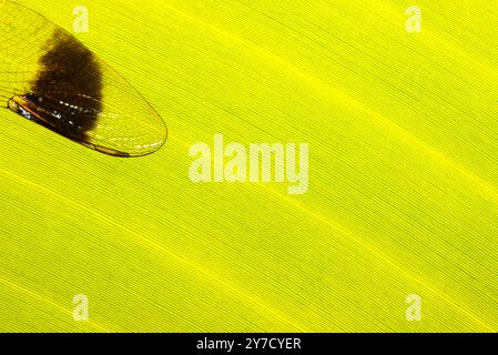 A drogonfly wing on a banana leaf Stock Photo