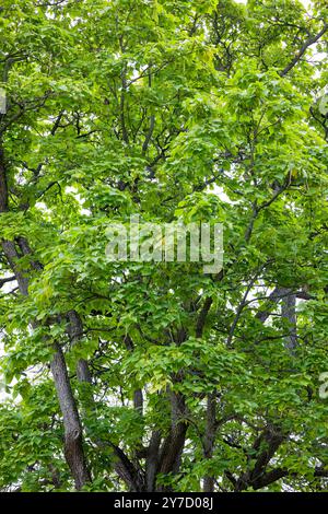 The northern catalpa (Catalpa speciosa), commonly known as the  hardy catalpa, western catalpa, cigar tree or catawba is tree native to the midwestern Stock Photo