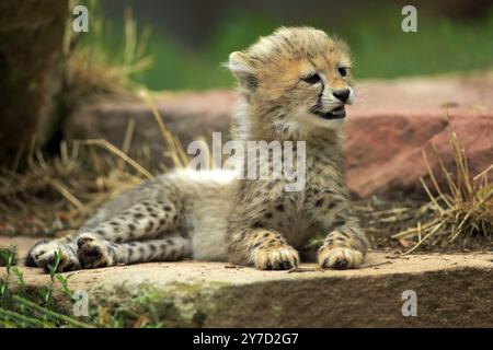 Cheetah, Northeast African cheetah (Acinonyx jubatus soemmeringii), young, ten weeks old, Africa, Northeast Africa Stock Photo