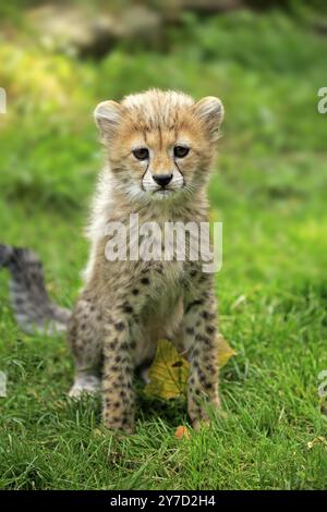 Cheetah, Northeast African cheetah (Acinonyx jubatus soemmeringii), young, ten weeks old, Africa, Northeast Africa Stock Photo