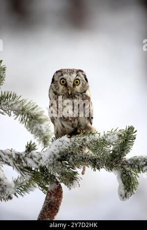 Great Horned Owl (Aegolius funereus), adult on tree in the snow, in winter, alert, Zdarske Vrchy, Bohemian-Moravian Highlands, Czech Republic, Europe Stock Photo