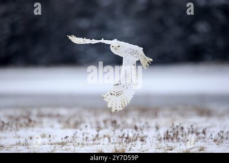 Snowy Owl, Snowy Owl (Nyctea scandiaca), adult flying in winter, snow, Zdarske Vrchy, Bohemian-Moravian Highlands, Czech Republic, Europe Stock Photo