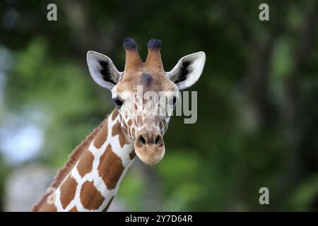 Reticulated giraffe (Giraffa camelopardalis reticulata), adult Portrait, Kenya, Africa Stock Photo