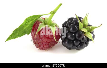 Raspberry with blackberry on white background Stock Photo
