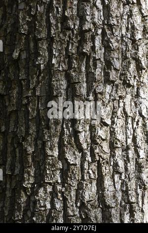 Tree bark texture with shadow and grident lighting Stock Photo